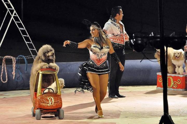 Horace Langford Jr./Pahrump Valley Times A performer works what's known as the "Poodle Review", ...