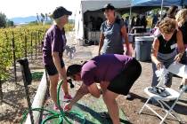 Selwyn Harris/Pahrump Valley Times Grape stomp competitors get hosed down after their respectiv ...