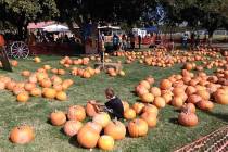 Selwyn Harris/Pahrump Valley Times The pumpkin patch is always a big draw for those attending t ...