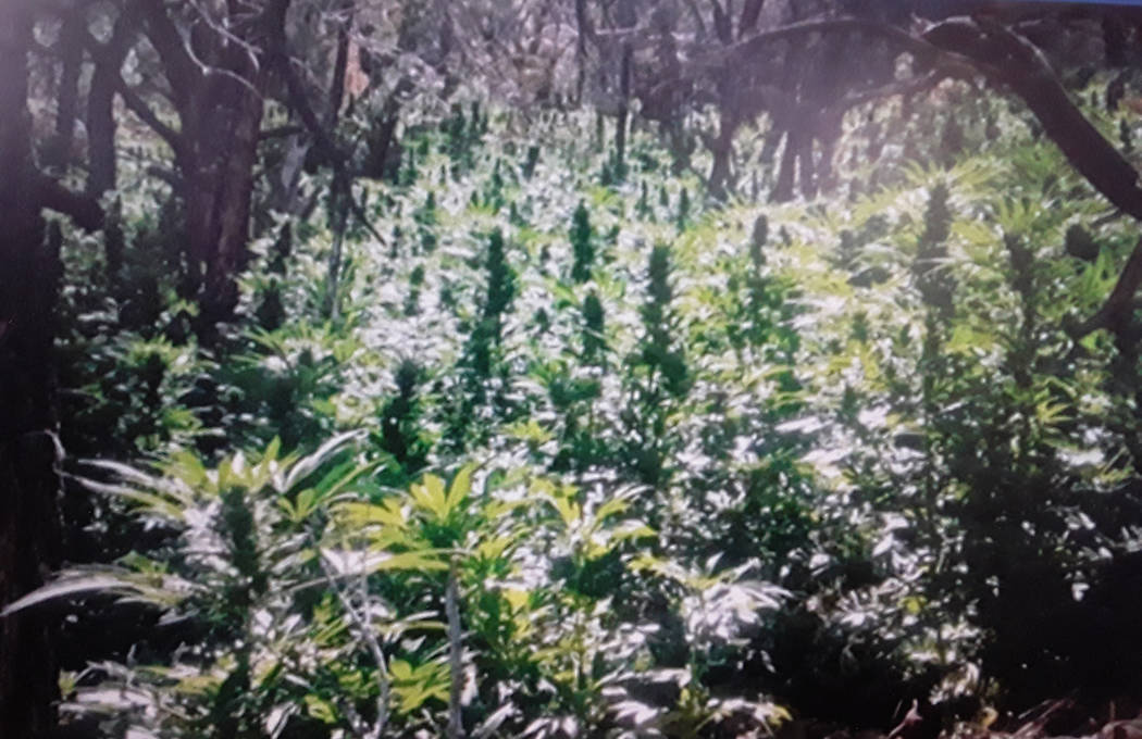 Nye County Sheriff's Office/screenshot A total of 5,742 plants were discovered and eradicated a ...