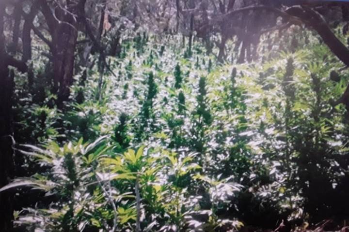 Nye County Sheriff's Office/screenshot A total of 5,742 plants were discovered and eradicated a ...