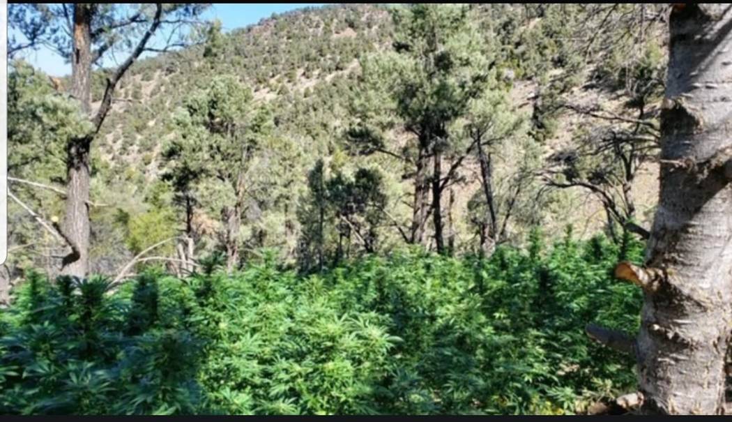 Nye County Sheriff's Office/screenshot The Nye County Sheriff's Office announced the major pot ...