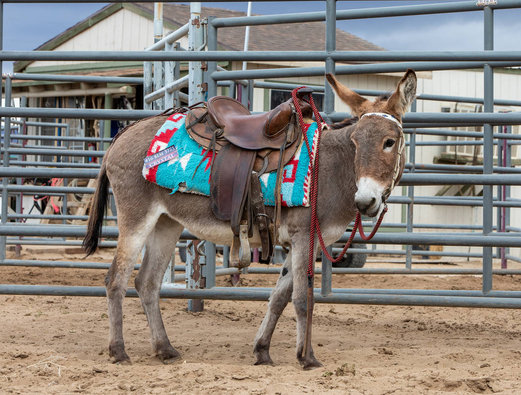 U.S. Bureau of Land Management The female burro “Crystal” adopted for $1,000, was the crowd ...