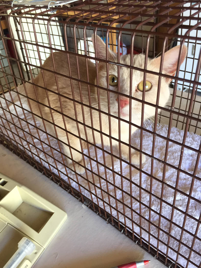 Special to the Pahrump Valley Times A stray cat is shown inside one of the traps used by Tails ...