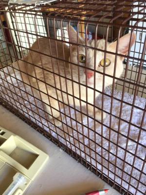 Special to the Pahrump Valley Times A stray cat is shown inside one of the traps used by Tails ...