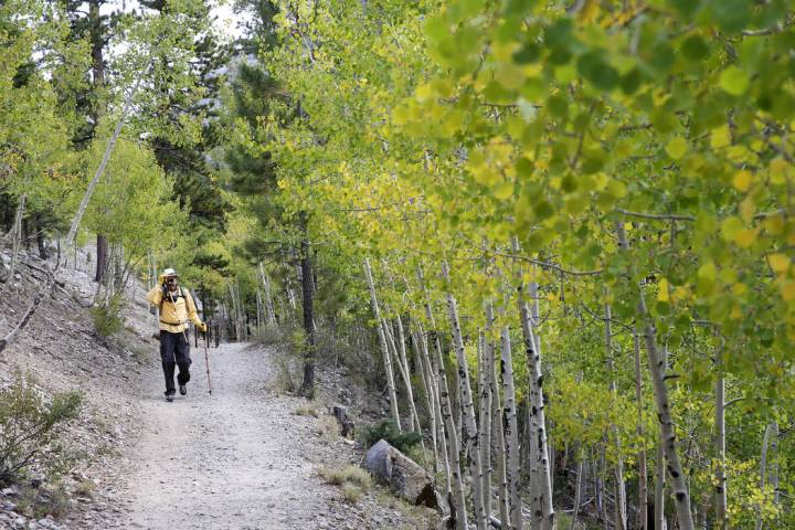 K.M. Cannon/Las Vegas Review-Journal David Wignall, 72, of Las Vegas hikes on the Bristlecone T ...