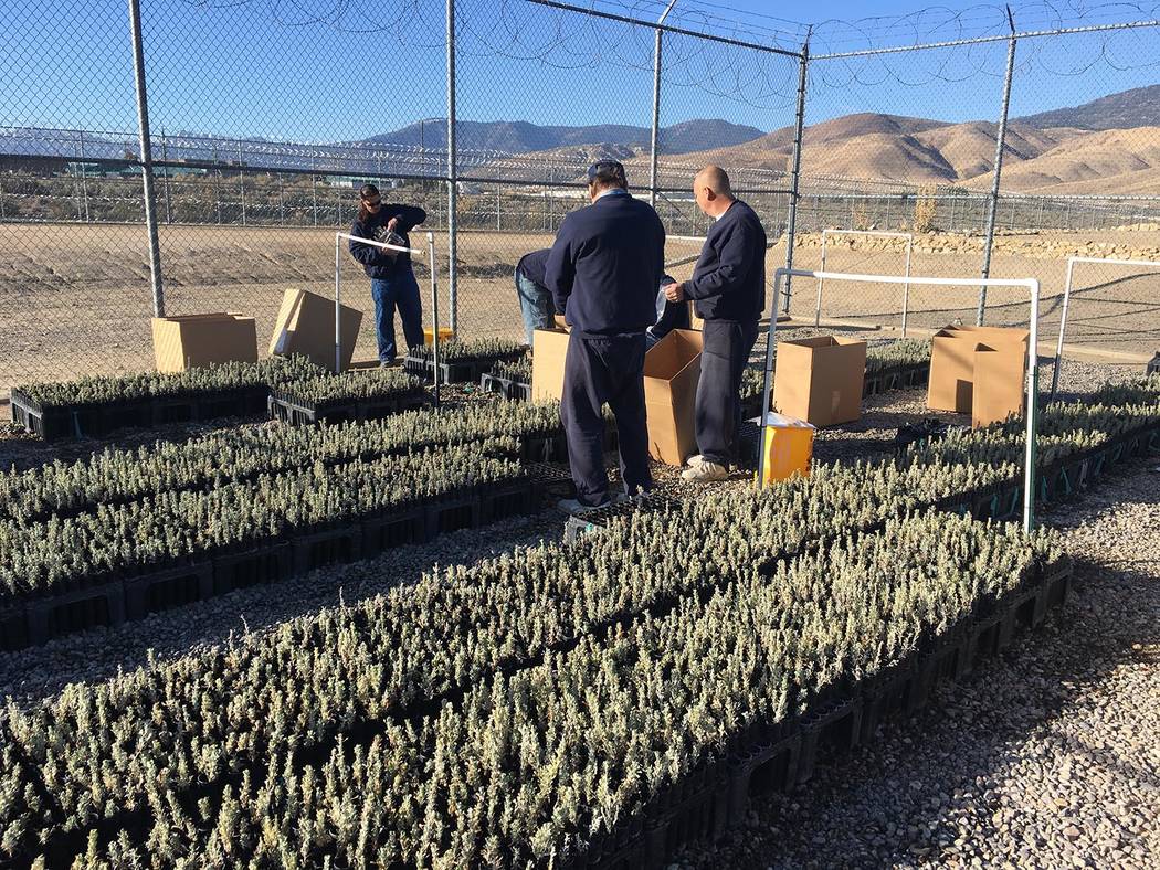 Nevada Department of Corrections The "Sagebrush in Prisons Project" is a nationally recognized ...