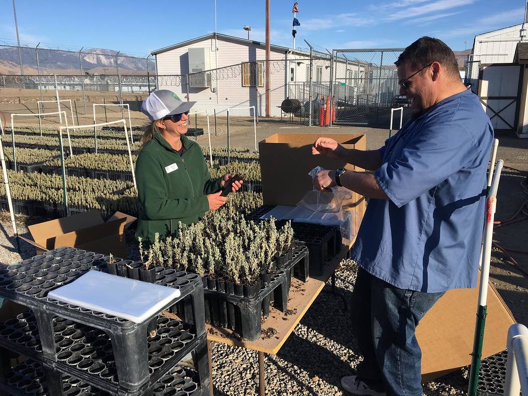 Nevada Department of Corrections Shannon Swim, of the Institute for Applied Ecology, works with ...