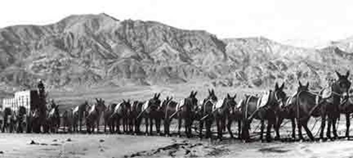 Courtesy of Death Valley National Park - A historical photo of the 20-mule team, the famous tea ...