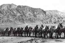 Courtesy of Death Valley National Park - A historical photo of the 20-mule team, the famous tea ...