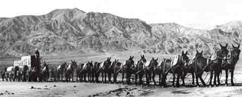 Courtesy of Death Valley National Park - A historical photo of the 20-mule team, the famous tea ...