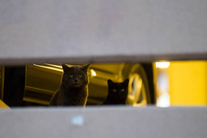 Feral cats look out from a parking garage in downtown Las Vegas on Wednesday, April 12, 2017. C ...