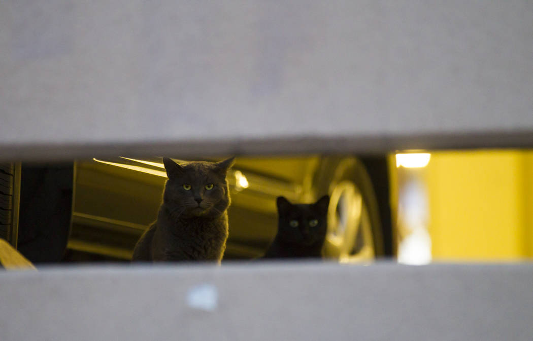 Feral cats look out from a parking garage in downtown Las Vegas on Wednesday, April 12, 2017. C ...