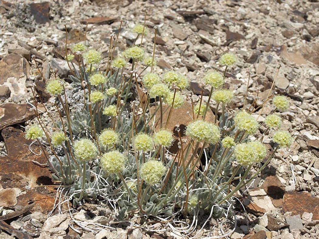 Nevada Department of Conservation and Natural Resources Since discovery of the Tiehm buckwheat ...