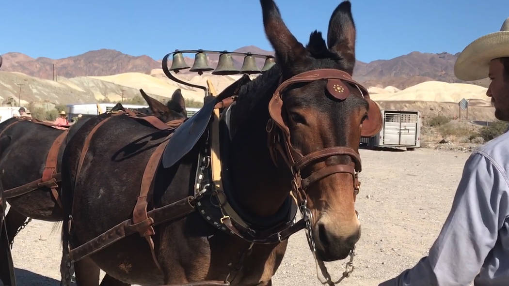 Jeffrey Meehan/Pahrump Valley Times A set of bells on two lead mules in a group of 20 were used ...