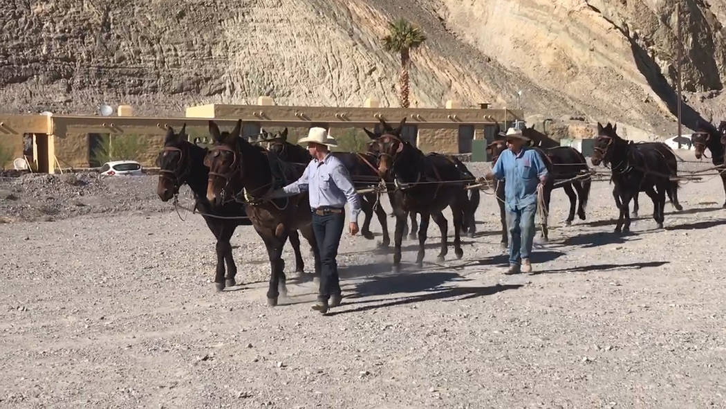 Jeffrey Meehan/Pahrump Valley Times A team of 20 mules pulled more than eight tons of weight wh ...