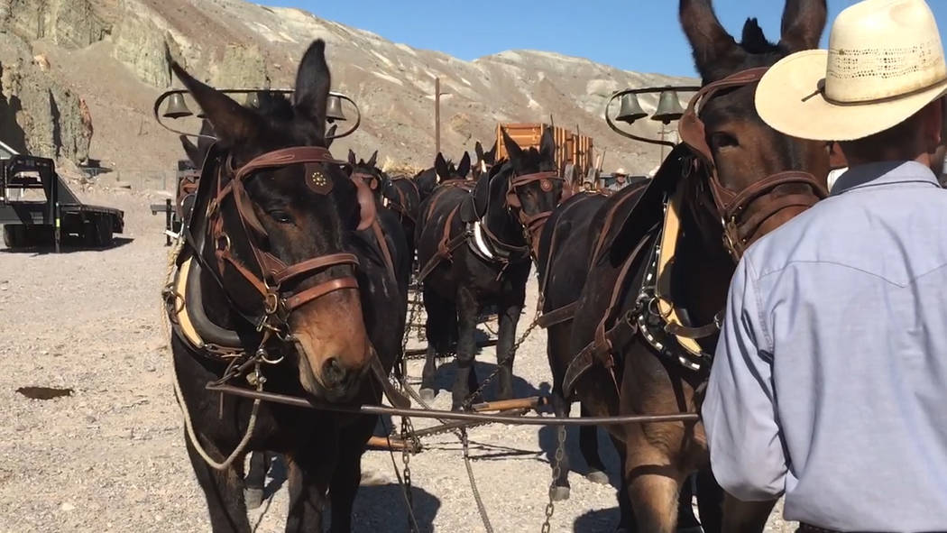 Jeffrey Meehan/Pahrump Valley Times A team of 20 mules line up to make a round trip from The In ...