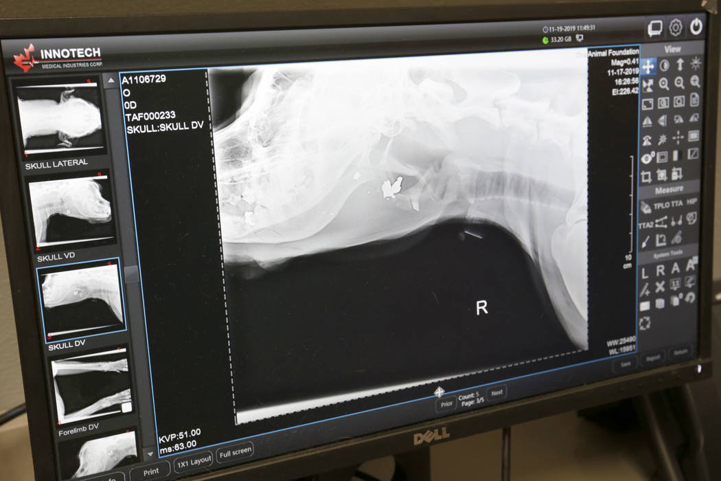 A X-ray image of a dog named Dudley is seen at The Animal Foundation in Las Vegas, Tuesday, Nov ...
