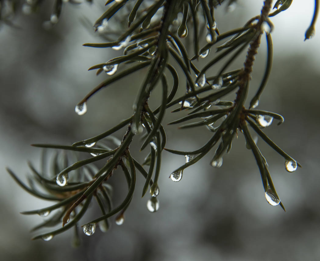 Water droplets on a pine tree at Mount Charleston on Wednesday, Nov. 20, 2019. (L.E. Baskow/Las ...