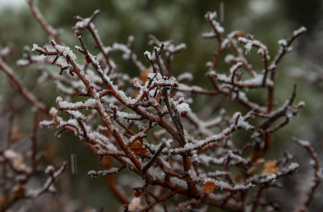 Snow falls on bushes along state Route 158 on Mount Charleston on Wednesday, Nov. 20, 2019. (L. ...