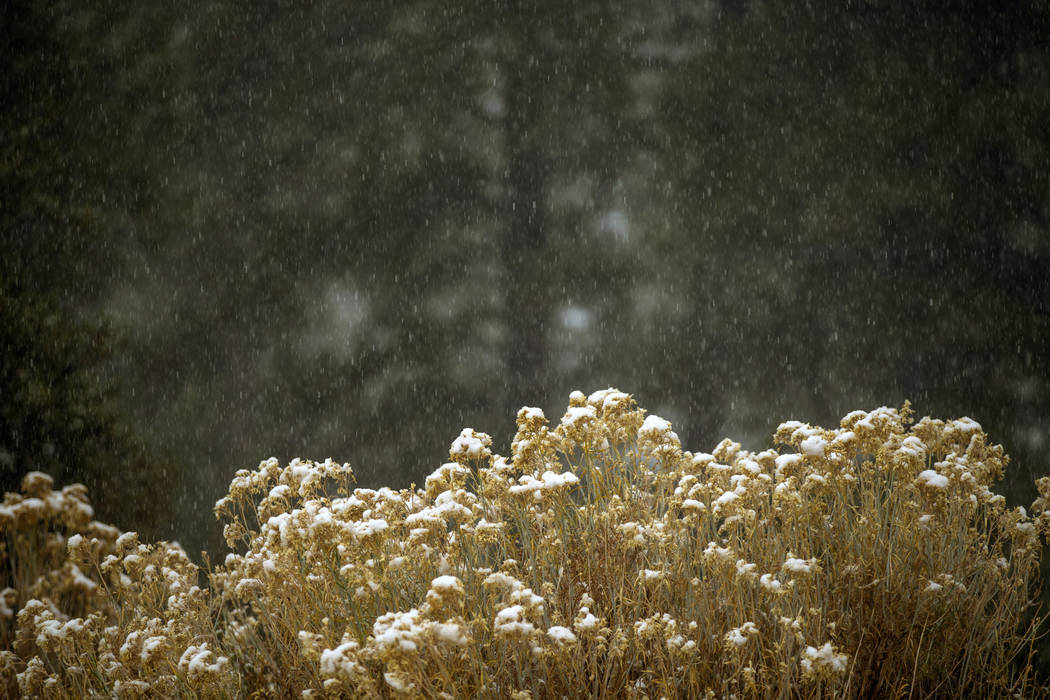 Snow falls on bushes along State Route 157 on Mount Charleston on Wednesday, Nov. 20, 2019. (L. ...