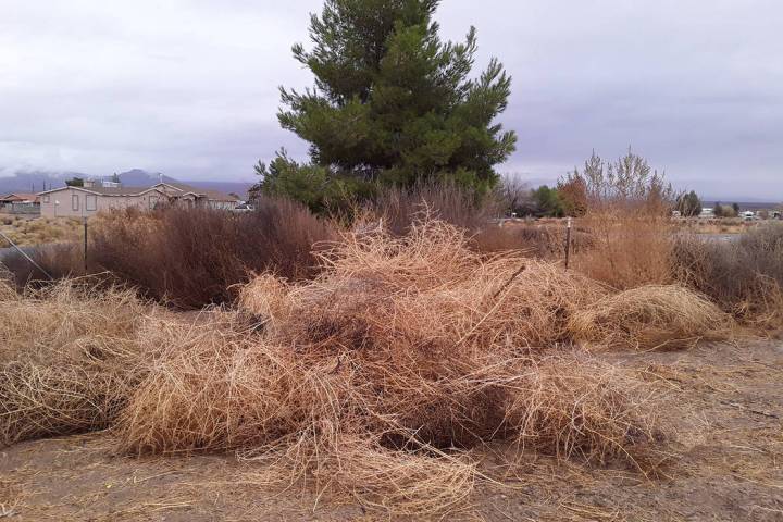 Selwyn Harris/Pahrump Valley Times Lawn Love CEO Jeremy Yamaguchi recently launched a lawn care ...