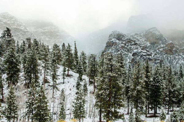 L.E. Baskow/Las Vegas Review-Journal Snow begins to dust the trees in Lee Canyon at Mt. Charles ...