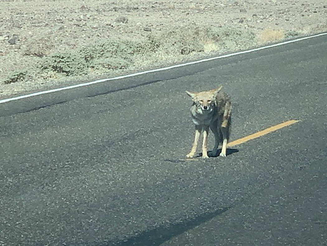 National Park Service Park rangers educate visitors not to feed coyotes or other wildlife, Deat ...