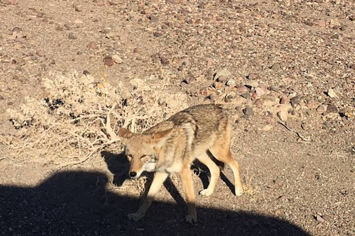 National Park Service A few days before this coyote was accidentally killed by a vehicle, it wa ...