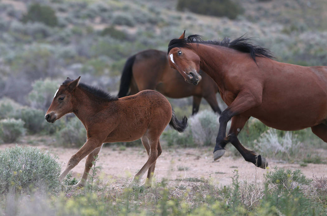 Cathleen Allison/Special to the Pahrump Valley Times file The Reveille Herd Management Area is ...