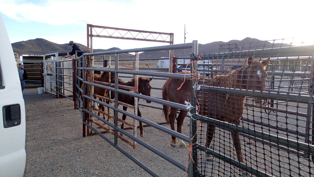 Special to the Pahrump Valley Times/file Wild horses from the Reveille Herd Management Area arr ...