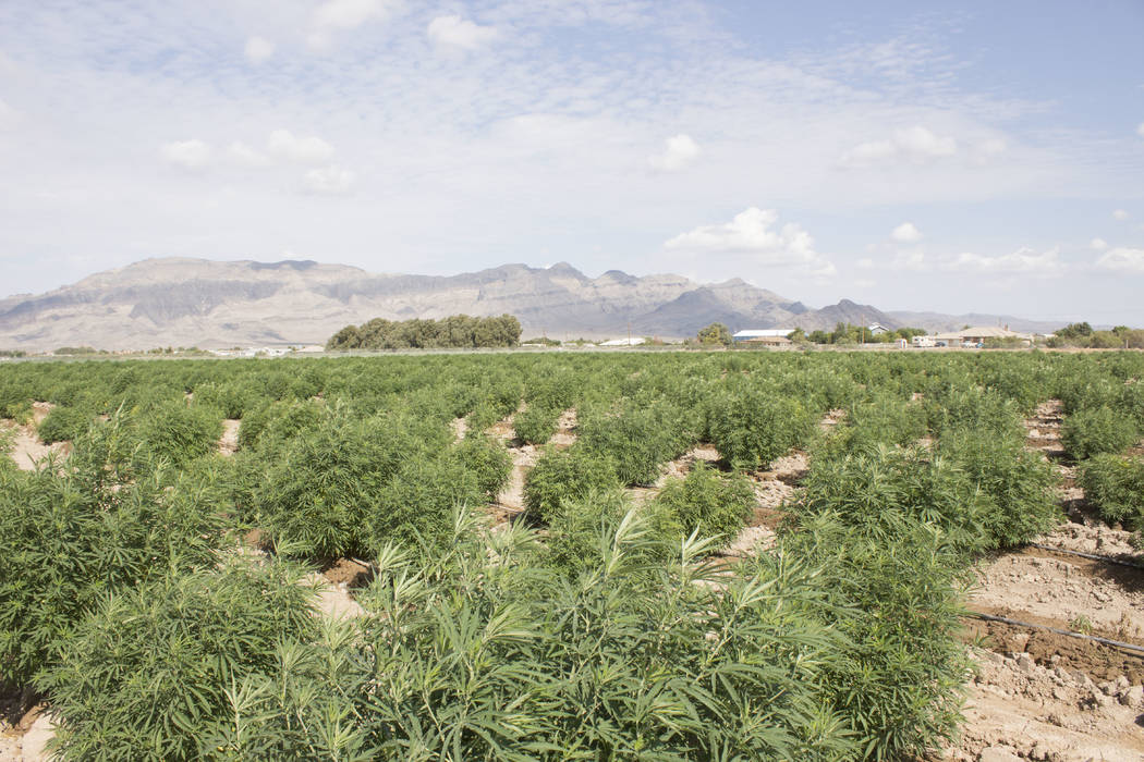 Jeffrey Meehan/Pahrump Valley Times Large hemp grows on residential lots of five acres or large ...