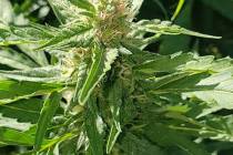 Special to the Pahrump Valley Times Concerns regarding hemp grows on smaller residential lots p ...
