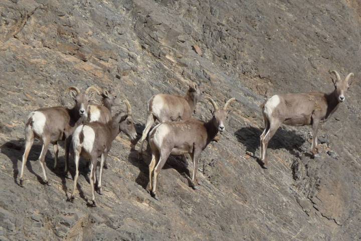 National Park Service A group of female bighorn sheep in Death Valley. The National Park Servic ...