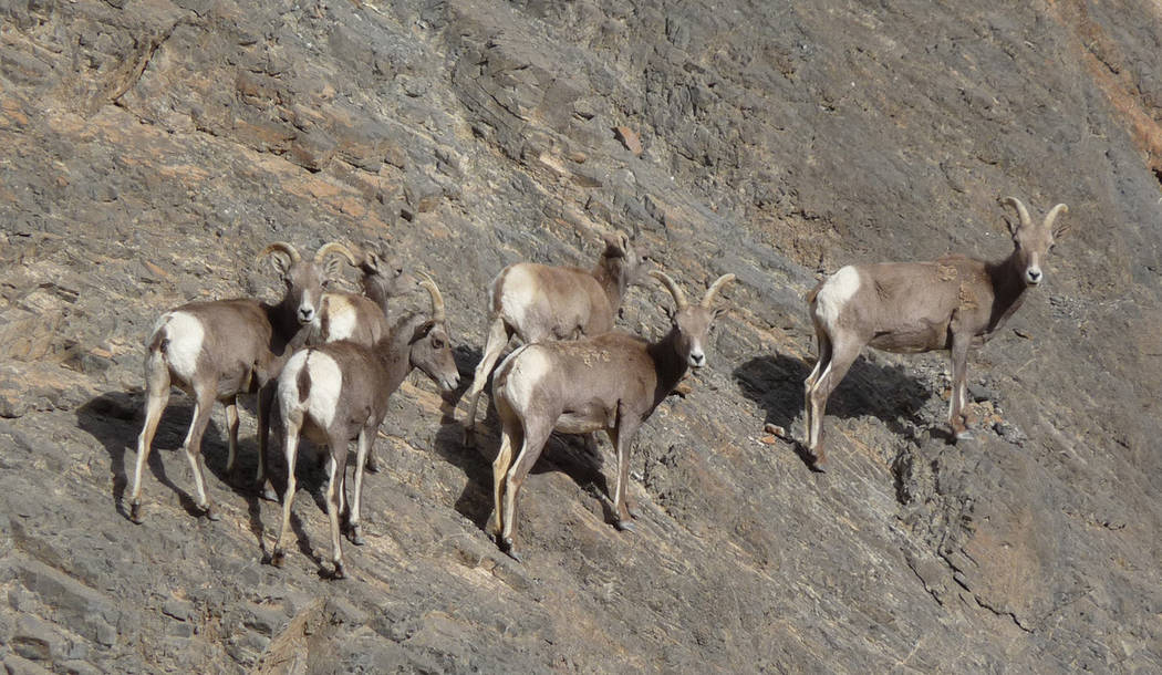 National Park Service A group of female bighorn sheep in Death Valley. The National Park Servic ...
