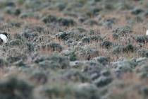 Cathleen Allison/Las Vegas Review-Journal file Male bi-state sage grouse wander their mating gr ...