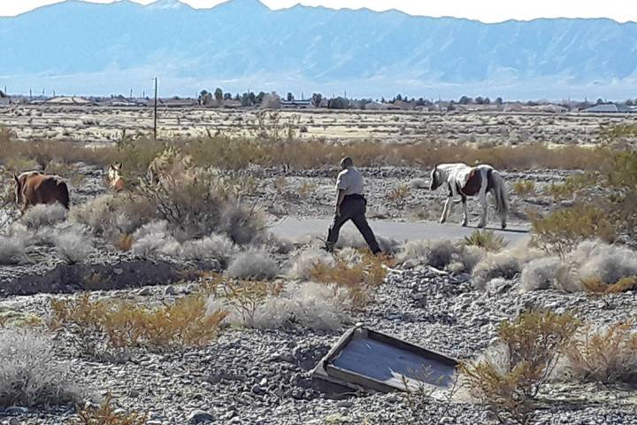 Selwyn Harris/Pahrump Valley Times Nye County Animal Control Officer Levi Gregory attempts to s ...