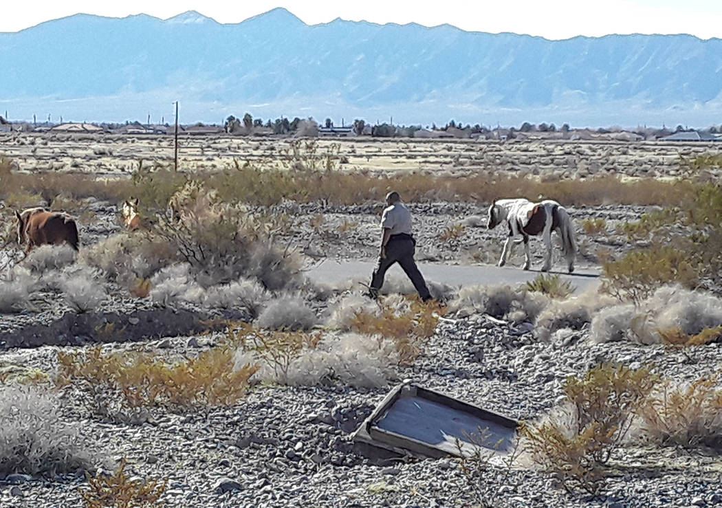 Selwyn Harris/Pahrump Valley Times Nye County Animal Control Officer Levi Gregory attempts to s ...