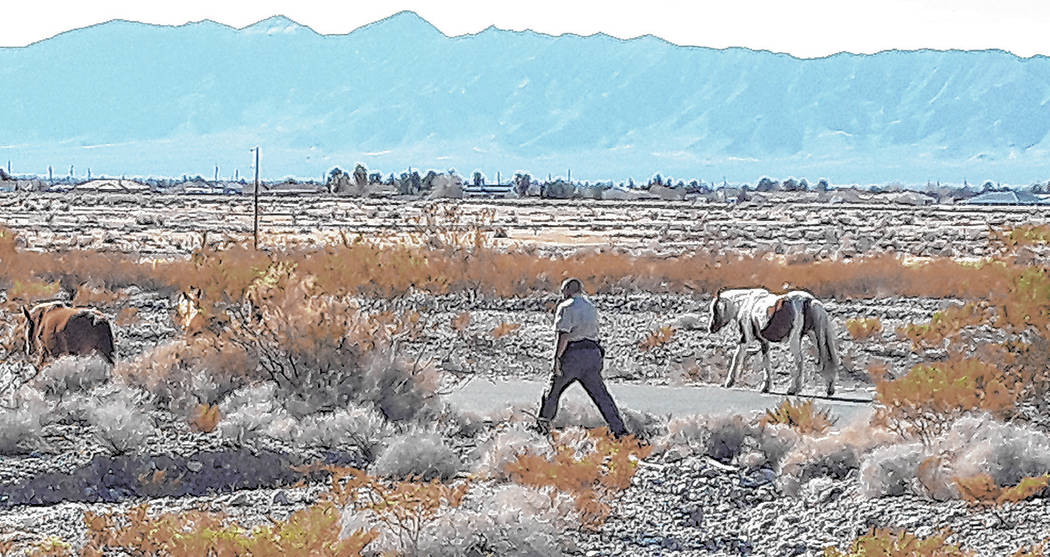 Selwyn Harris/Pahrump Valley Times Nye County Animal Control Officer Levi Gregory attempts to s ...