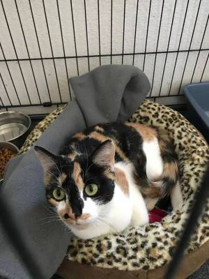 Robin Hebrock/Pahrump Valley Times This feline is a 1-year-old female hoping to find her purr-f ...