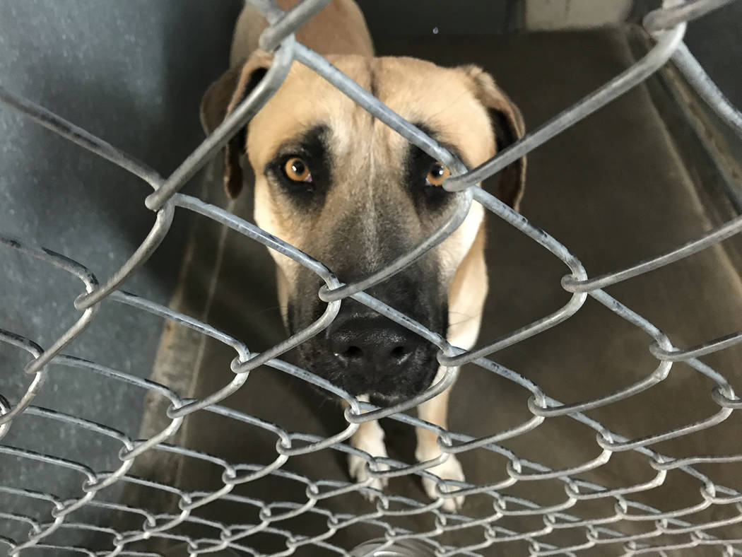 Robin Hebrock/Pahrump Valley Times A large bullmastiff, this male is 2 years old and became ava ...