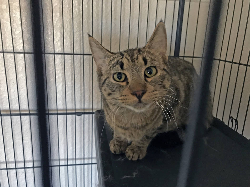 Robin Hebrock/Pahrump Valley Times Max is a gray tabby who is about 8 months old. He has spent ...