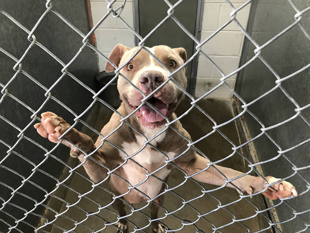 Robin Hebrock/Pahrump Valley Times This 7-year-old female pit bull is up for adoption. She is l ...