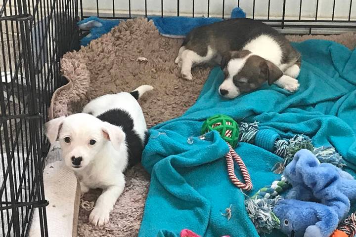 Robin Hebrock/Pahrump Valley Times Adorable and heart-melting, puppies are often the most sough ...