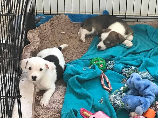 Robin Hebrock/Pahrump Valley Times Adorable and heart-melting, puppies are often the most sough ...