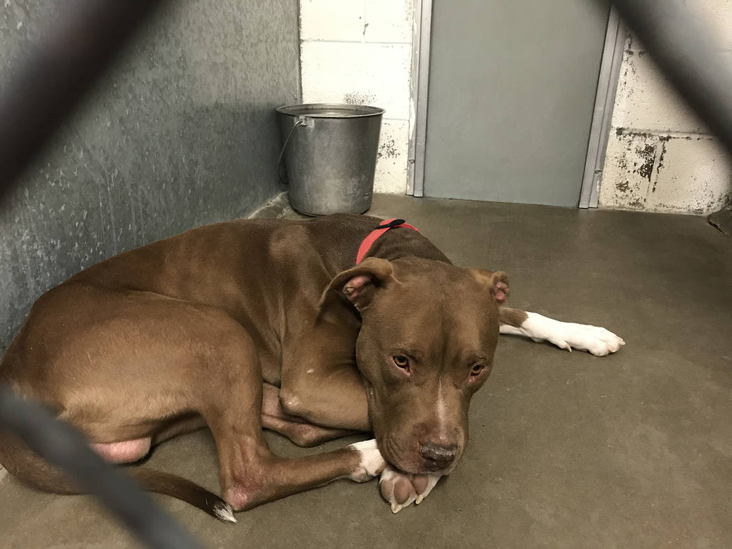 Rescues jump in to aid Pahrump Animal Shelter Pahrump Valley Times