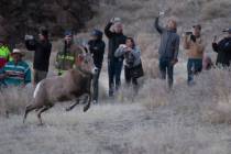 Colton Lochhead/Las Vegas Review-Journal The Nevada Department of Wildlife and Pyramid Lake Pai ...