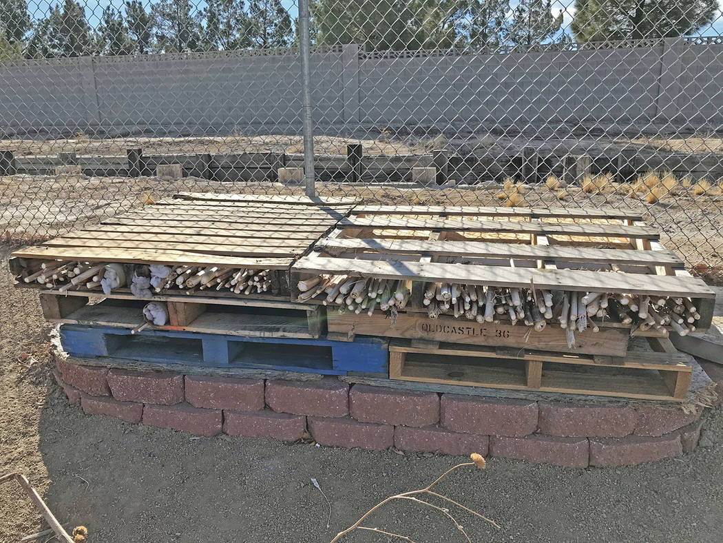 Robin Hebrock/Pahrump Valley Times A "bug hotel" constructed of old sunflower stalks is the new ...