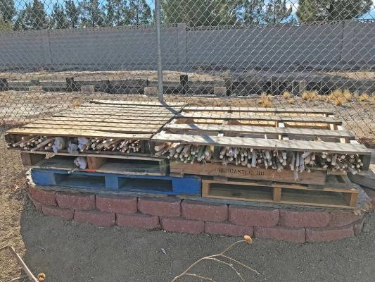 Robin Hebrock/Pahrump Valley Times A "bug hotel" constructed of old sunflower stalks is the new ...