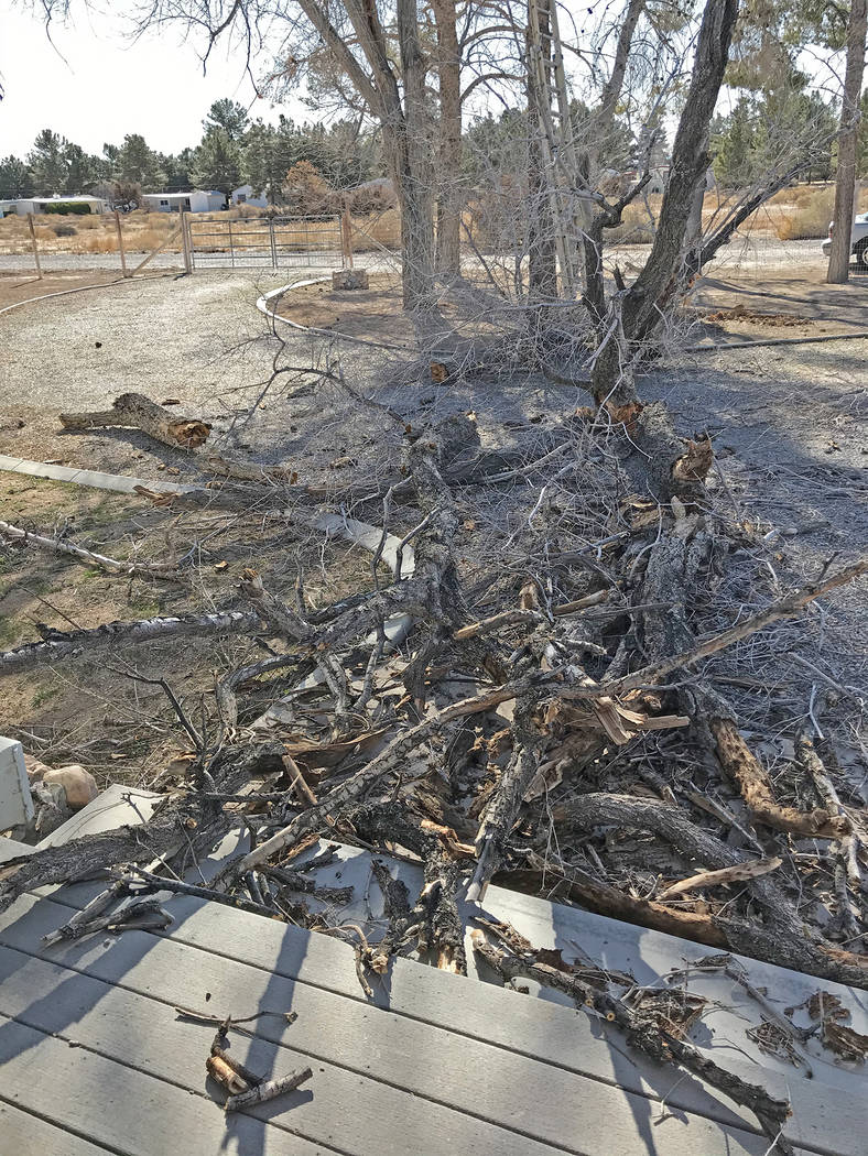 Robin Hebrock/Pahrump Valley Times Pahrump resident Darrel Hallowell reported that a large tree ...